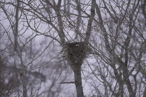 08209 empty nest