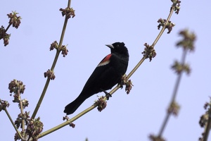 08379 red winged blackbird v1