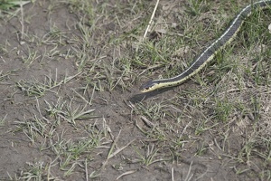 08430  eastern garter snake