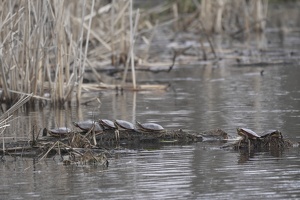 08456 midland painted turtle party