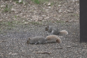 08464 two squirrels