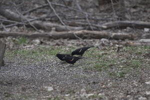 08473 three blackbirds