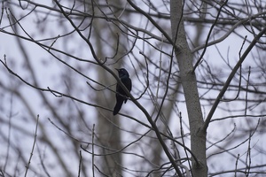 08475 blackbird