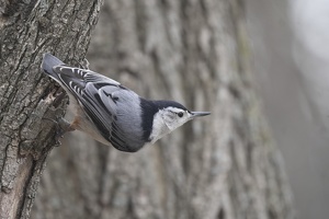 08506 white breasted nuthatch