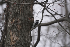 08587 downy woodpecker