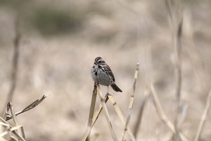 08768 song sparrow v1