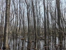 20230422 165904312 swampy forest