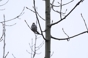 08884 white throated sparrow v1