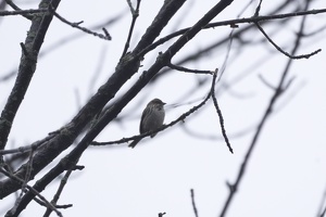 08928 song sparrow v1