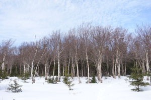 00595 birch forest