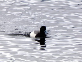 20493 greater scaup v1