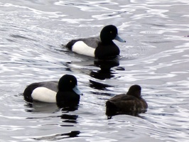 20494 greater scaup v1
