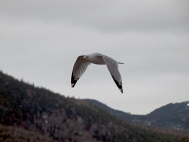 20506 gull in flight v1