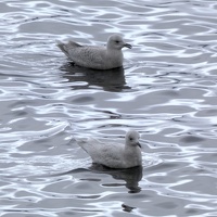 20524 more iceland gulls v1