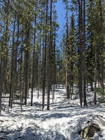20230514 192657413 snowy forest