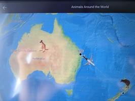 20230525 010339564 animals around the world kangaroos kiwis v1