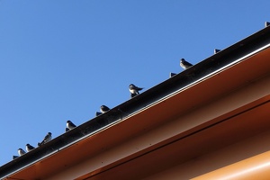 01500 swifts on a roof v1