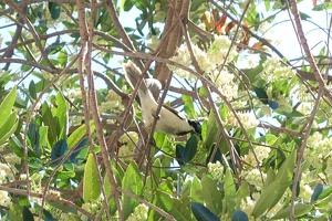 01538 blue faced honeyeater v1