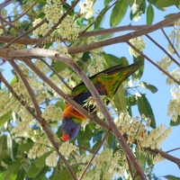 01559 rainbow lorikeet v1