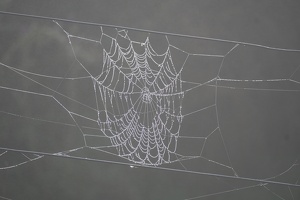 09097 dewy spider web