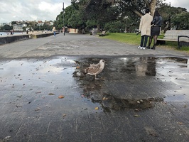 20230709 032420428 juvenile gull