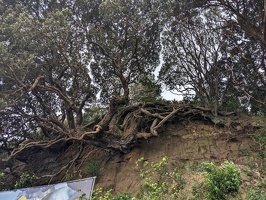 20230709 034921816 hanging roots