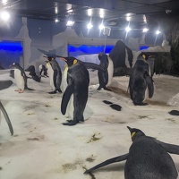20230709 040013617 king penguins v1