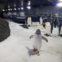 20230709 040228351 gentoo approaching and king penguins around v1