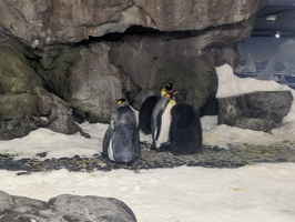 20230709 040321160 baby king penguins v1