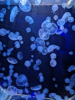 20230709 040902337 jellyfish