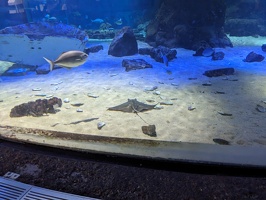 20230709 041205591 manta