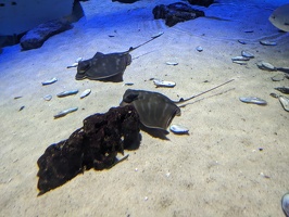 20230709 041708282 two mantas