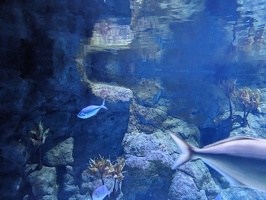20230709 041937595 some fishes