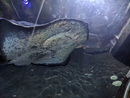 20230709 042329770 under a manta