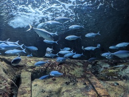 20230709 042721131 more fish