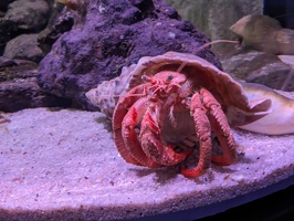 20230709 043042166 some kind of crab
