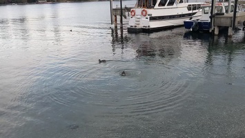 20230726 043634978 swimming around