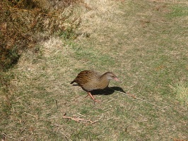 04709 sneaky weka