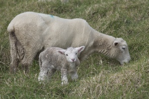 09429 mom and baby sheep