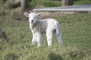 09442 baby lamb