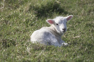 09443 lamb in grass