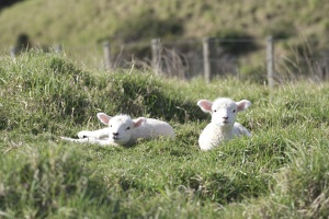 09482 lambs