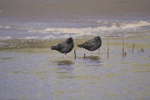 09544 two oystercatchers