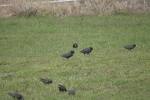 09902 and starlings