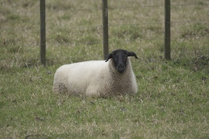 09904 sheep with black head