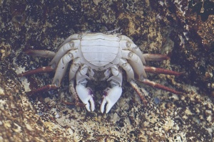09978 crab
