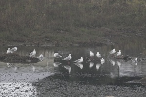 01018 red billed gull collection