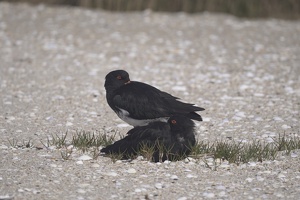01138 pair of oystercatchers