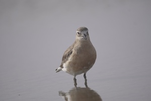 01170 red breasted dotterel
