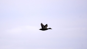 01225 duck in flight v1